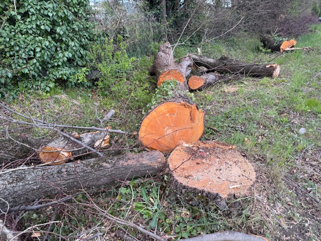 Tigli di via Preare. Padovani: prima Benini si legava agli alberi 2 tigli 1 1