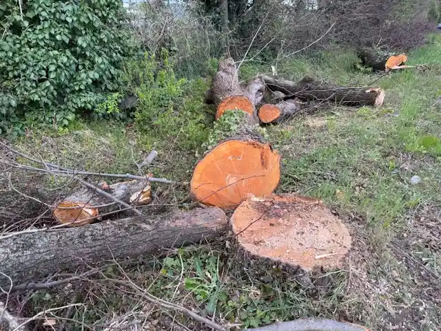 Il business del taglio degli alberi 1 tigli 1 2