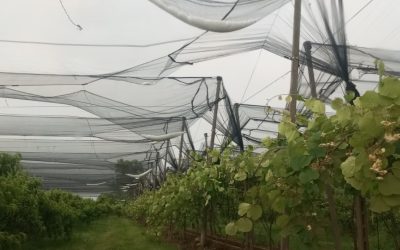 Maltempo: grandine, vento e prime stime dei danni