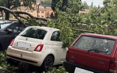 Maltempo, oggi chiusi i parchi cittadini per verifiche sulle alberature