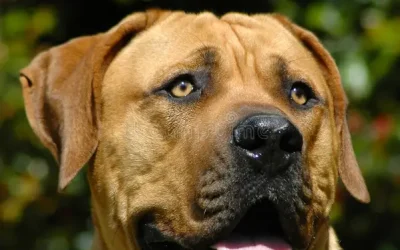 Cani morsicatori, scatta l’obbligo del patentino: iscrizioni aperte