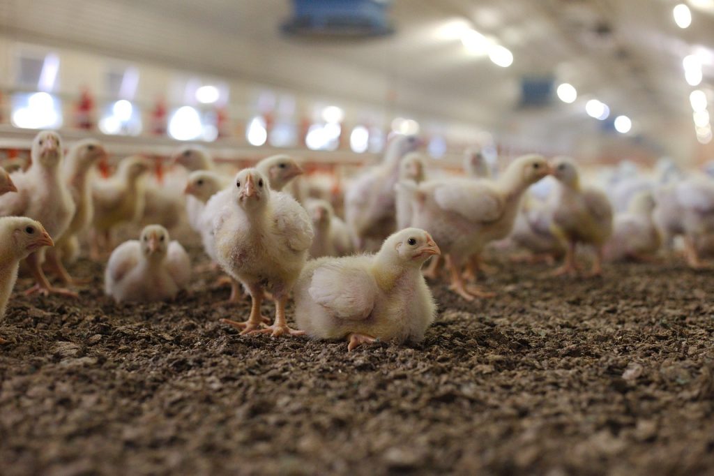 Coldiretti. Avicoltura e prevenzione sanitaria 1 chickens 9169600 1280 1