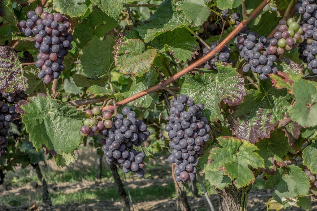Cazzano di Tramigna. Parte la protesta dei viticoltori 1 grapes 600815 1280