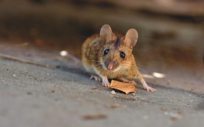 Hantavirus: sintomi, rischi e come proteggersi