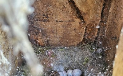 Gli “alberi habitat” rifugio per fauna e biodiversità urbana