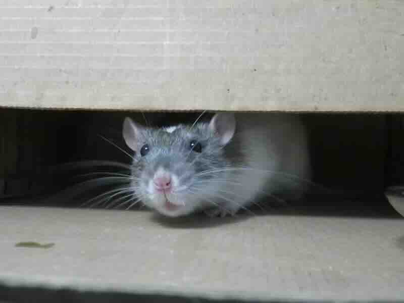 Hantavirus: sintomi, rischi e come proteggersi 1 photo 1587404688696 048e51ee79e2