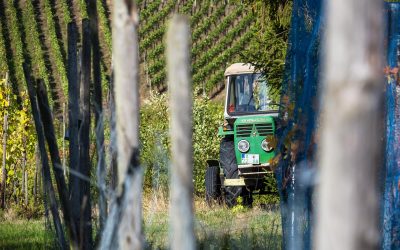 Cazzano di Tramigna. Parte la protesta dei viticoltori