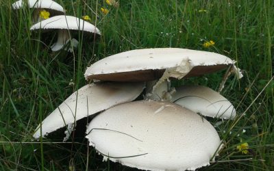 Funghi. Corso per riconoscere quelli commestibili