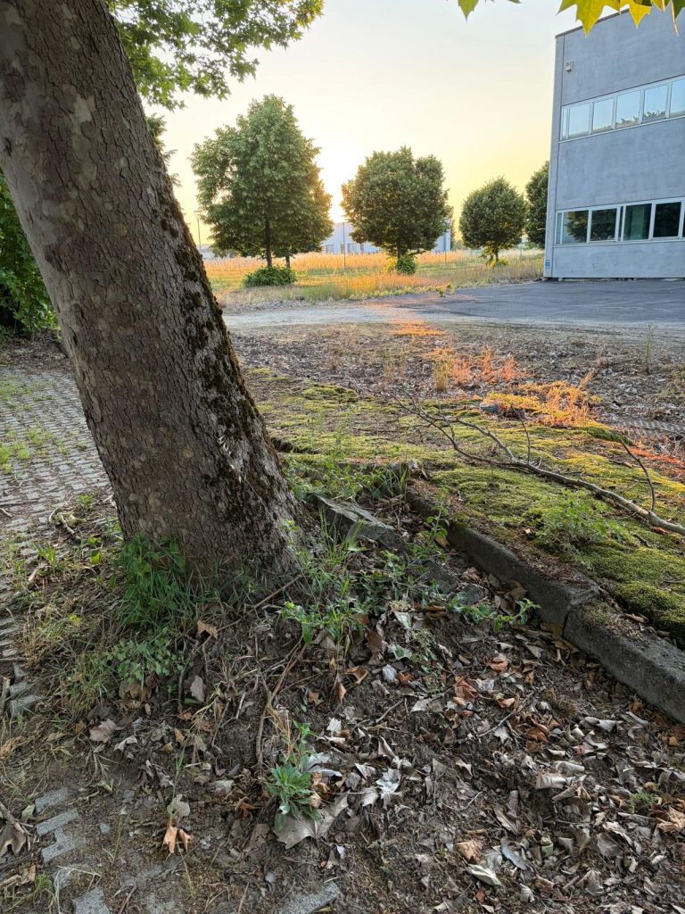 Al via i lavori nella zona industriale di Cerea 2 WhatsApp Image 2026 06 06 at 18.41.08 1