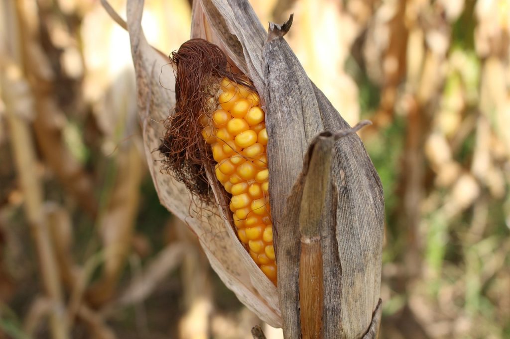 E' già allarme siccità in alcune zone del Veneto 1 corn on the cob 2827862 1280