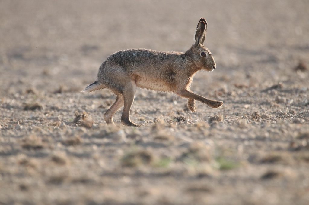 Caccia. Perché la legge dev'essere fermata 1 mammal 7092839 1280