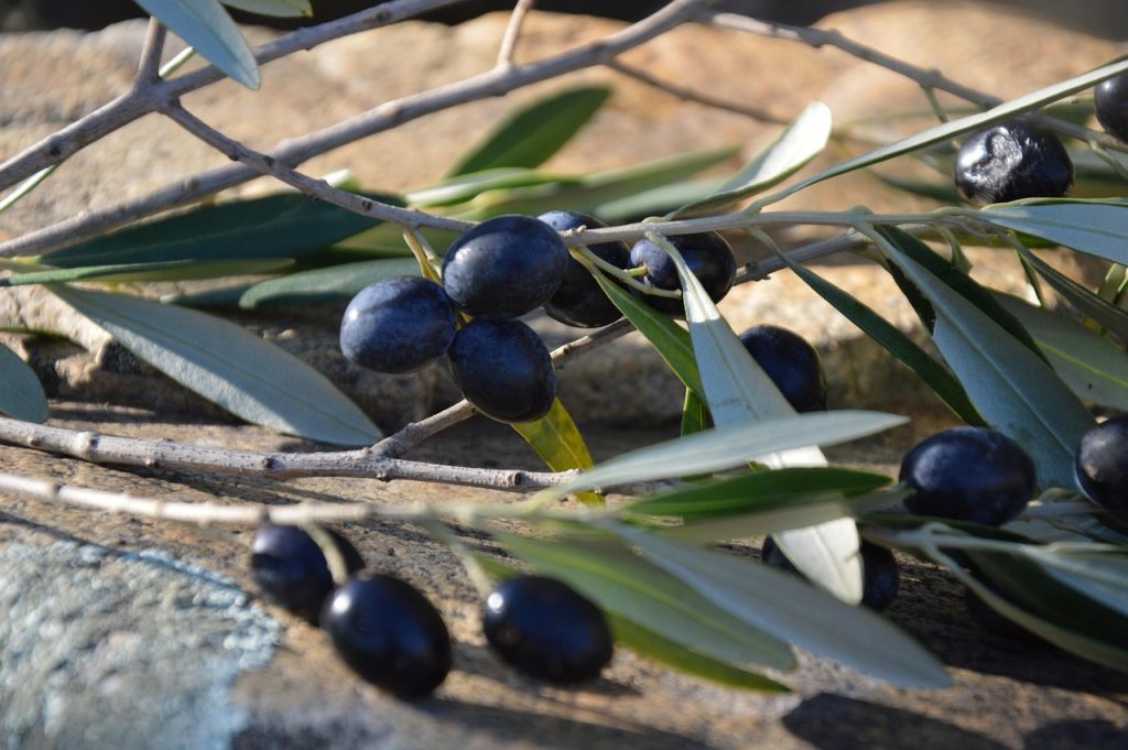 Passa la legge regionale Bozza sull’olivicoltura 3 olives 2686671 1280