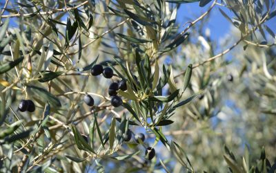 Passa la legge regionale Bozza sull’olivicoltura