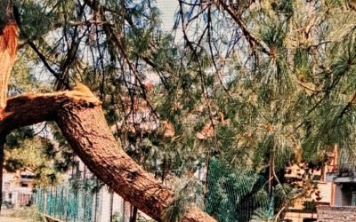 Caldo record a Verona, scatta il protocollo AMIA per tutelare gli operatori