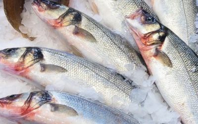 Maxi sequestro di pesce irregolare