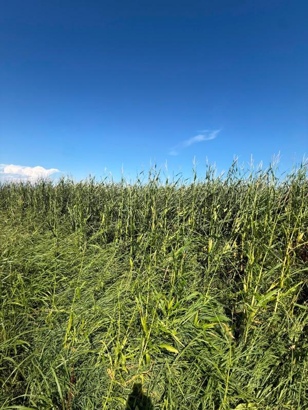 Temporali. Agricoltura veronese in ginocchio 5 danni mail allettamento isola rizza w600 h800