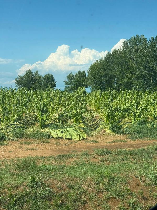 Temporali. Agricoltura veronese in ginocchio 1 danni tabacco isola rizza w600 h800