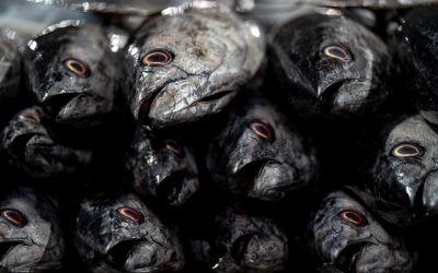 3 tonnellate di pesce sequestrate dalla Guardia Costiera nel veronese