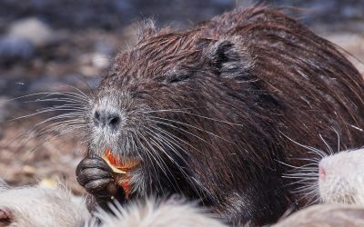 Piattaforma digitale per il contenimento delle nutrie