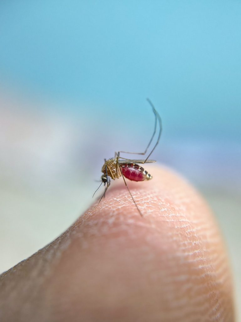 Dengue, nuovo caso: nuovo protocollo anti-zanzare a Verona 1 pexels shyamli kashyap 13140263 36677637