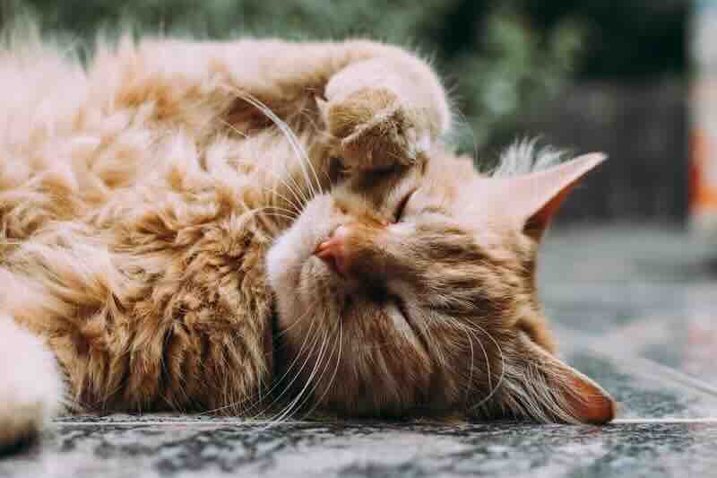 Ulss 9 lancia il portale per i gatti incidentati 1 photo 1511044568932 338cba0ad803