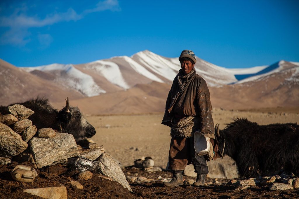 I mongoli e la nascita del mondo moderno 3 yak 5000817 1280