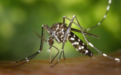 Emergenza Chikungunya. Disinfestazione straordinaria in Borgo Trento