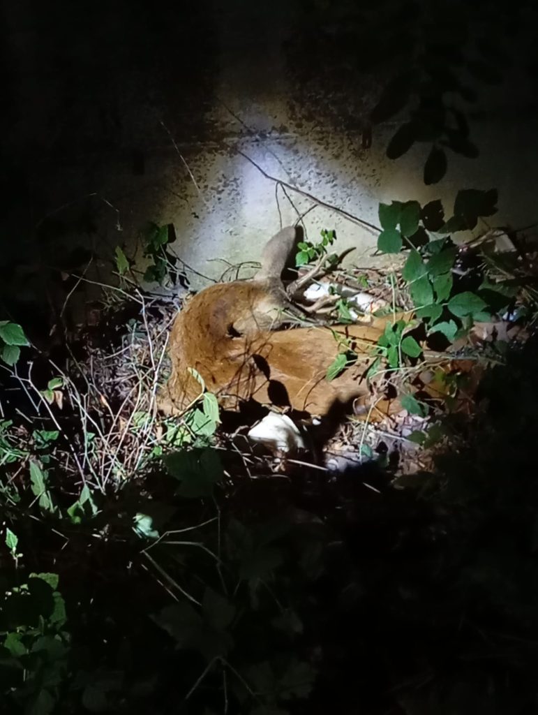 Cerbiatto investito a Montorio: salvato da vigili e veterinari 1 2026CerbiattoMontorio
