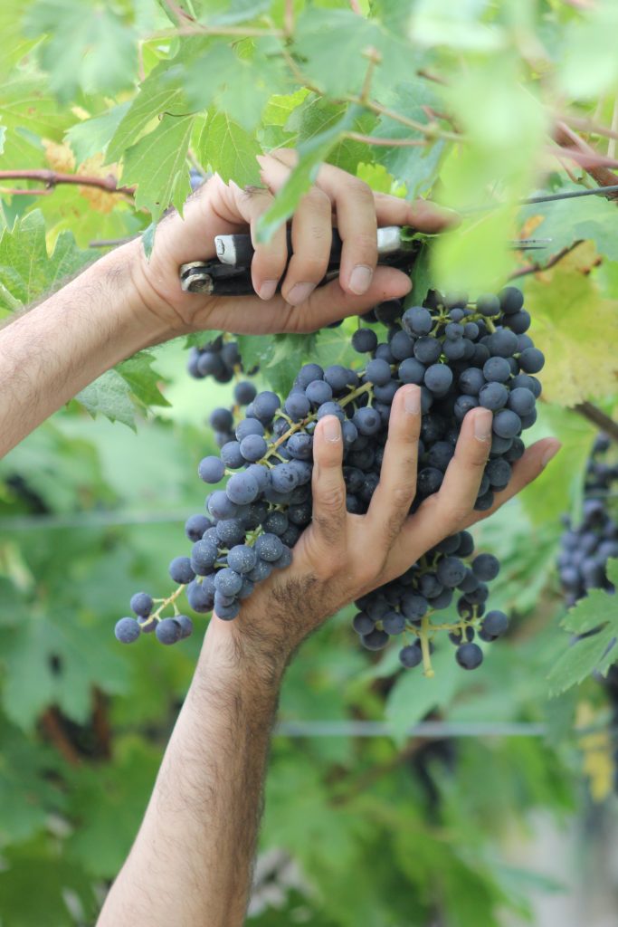 Vendemmia in Valpolicella con 2 settimane di anticipo 1 IMG 1734
