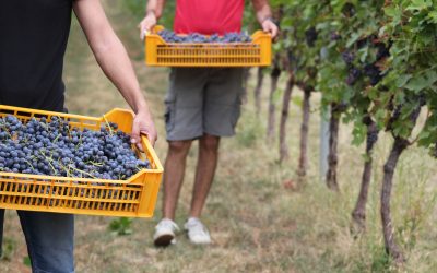 Vendemmia in Valpolicella con 2 settimane di anticipo