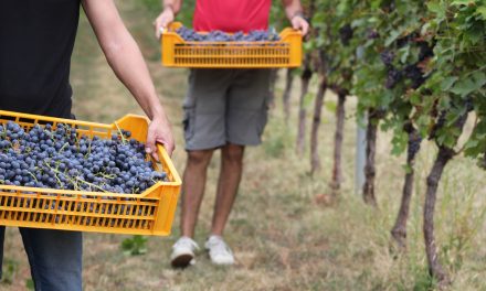 Vendemmia in Valpolicella con 2 settimane di anticipo