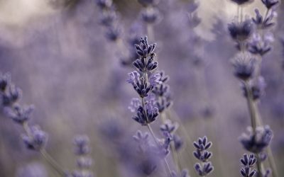 Fondazioni, insieme per far crescere la filiera delle erbe officinali