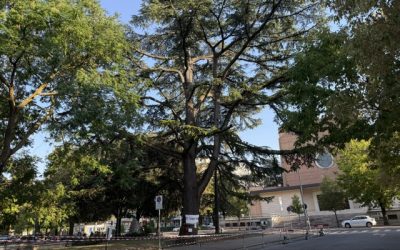 Cedro di piazza Vittorio Veneto, al via l’abbattimento