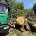 Biofilia. Si sta affermando nel comune sentire della gente