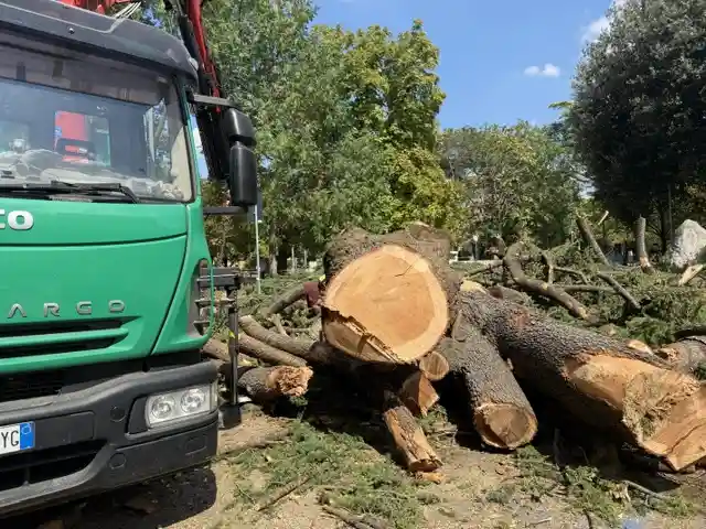 Reazioni al taglio di due vecchi alberi 2 IMG 8298 1