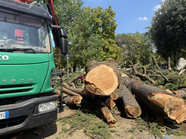 Addio al grande cedro di piazza Vittorio Veneto