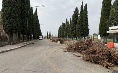 Tagliati 19 pini sani a Santa Lucia