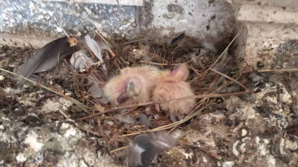 Sant’Eurosia, pensaci tu al tuo santuario caduto in disgrazia 3 SantEurosia. 17