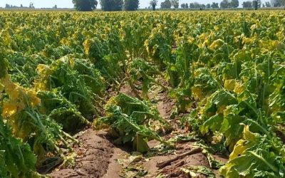 Maltempo, nuovi danni alle campagne del Veronese