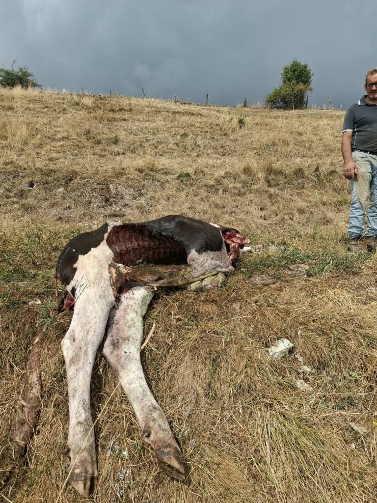 Lessinia. Ancora attacchi dei lupi alle mandrie 2 WhatsApp Image 2026 08 21 at 10.10.14 1 1