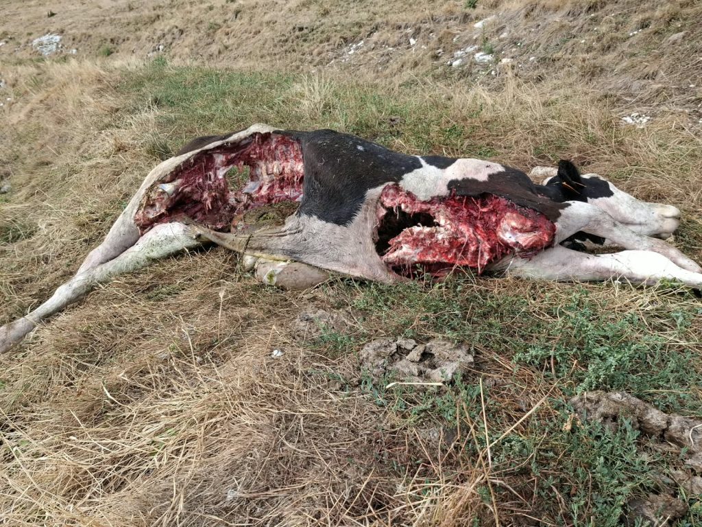 Lessinia. Ancora attacchi dei lupi alle mandrie 1 WhatsApp Image 2026 08 21 at 10.10.14
