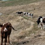 Lessinia. Ancora attacchi dei lupi alle mandrie