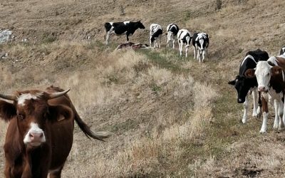 Lessinia. Ancora attacchi dei lupi alle mandrie