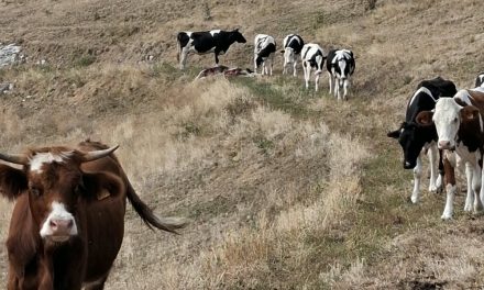 Lessinia. Ancora attacchi dei lupi alle mandrie