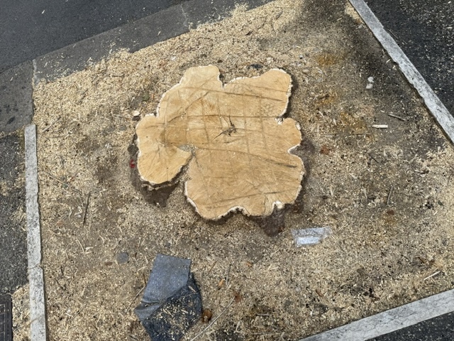 Il business del taglio degli alberi 3 albero 1