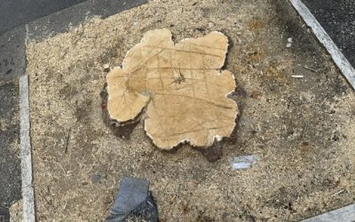Alberi tagliati a centinaia. Sboarina o Tommasi non cambia