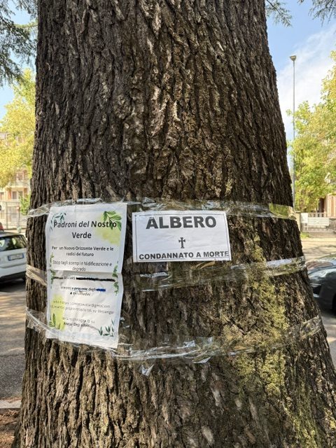 Alberi tagliati a centinaia. Sboarina o Tommasi non cambia 2 albero ced rotated