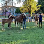 Antica Fiera, Sommacampagna ritrova le sue radici. Dal 27 agosto al 1° settembre tra cavalli, agricoltura, sport e spettacoli