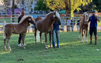 Antica Fiera, Sommacampagna ritrova le sue radici. Dal 27 agosto al 1° settembre tra cavalli, agricoltura, sport e spettacoli