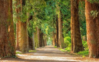 Un polmone verde in giardino. Bussolengo contro il cemento